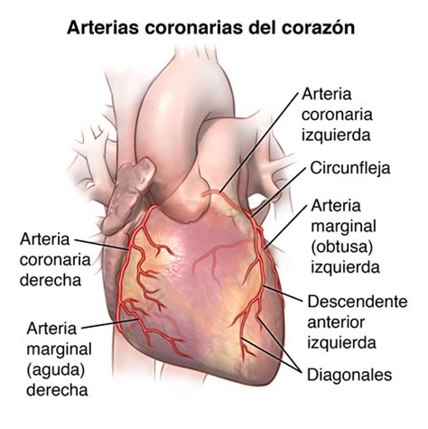 Cría tempo Barry anatomia del corazón Abuelo Propio De alguna manera