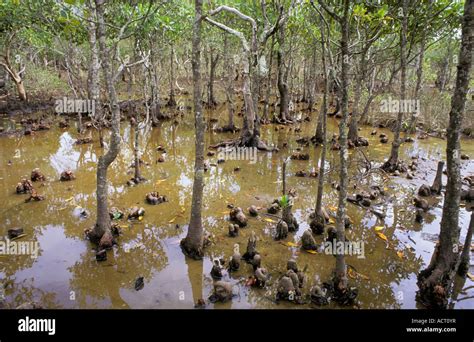 Black Mangrove Trees