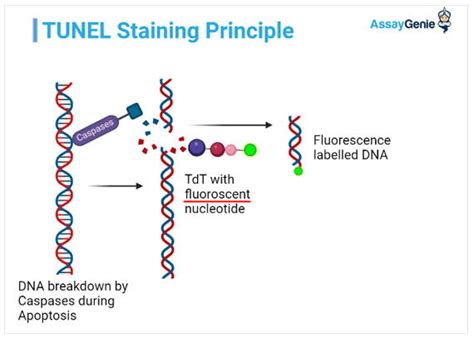 TUNEL staining : The method of choice for measuring cell death - Assay ...