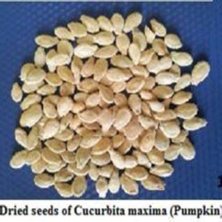 Dried seeds of Cucurbita maxima | Download Scientific Diagram