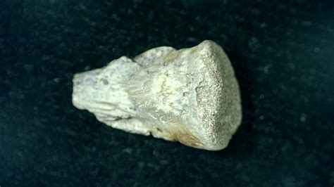 Diadectes Synapsid Claw #1 | Fossils for Sale