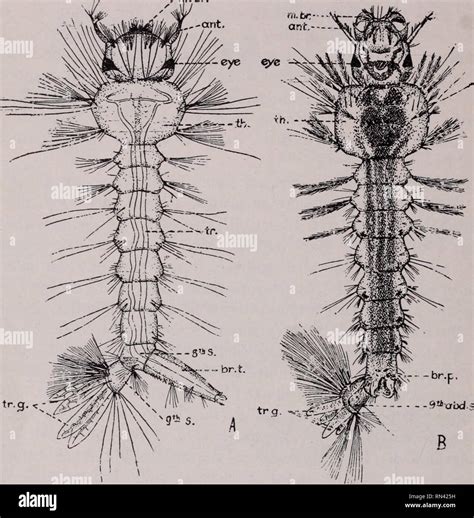 Culex quinquefasciatus mosquito larva hi-res stock photography and images - Alamy