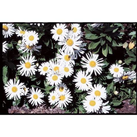 3-Quart in Pot Montauk Daisy (L9638) in the Perennials department at Lowes.com