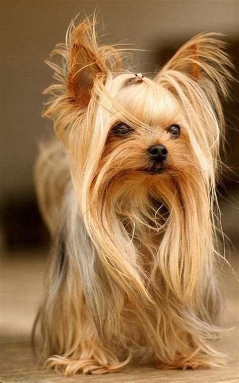 151 Extremely Cute Yorkie Haircuts for Your Puppy | Yorkshire terrier dog, Most popular dog ...