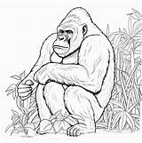 Apes  Funcolouringcom Coloring Pages Of Chimpanzees Gorillas sketch template