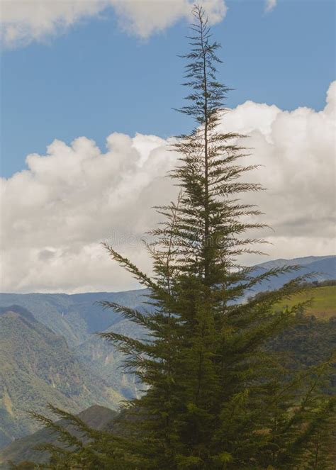 Fir Forest in the Andes stock photo. Image of scenery - 44135836