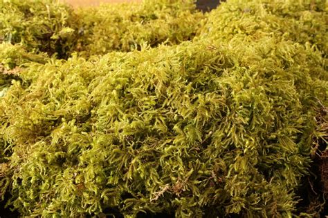 Preserved Wholesale Spanish and Reindeer Mosses : Mossman Inc