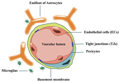 CIMB | Free Full-Text | The Crosstalk between the Blood–Brain Barrier Dysfunction and ...