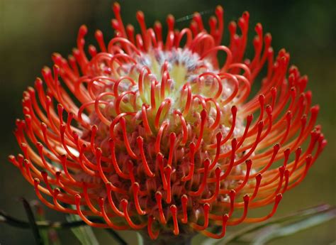 A Passion for Flowers: Leucospermum - Pincushions