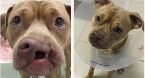 Dog With Cleft Palate Was In Shelter For Months. Now He’s Adopted & Healing Post-Surgery!