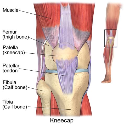 Ligament and Meniscus Surgery | GlobeHealer