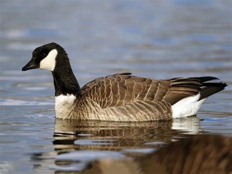 Cackling Goose - Profile | Facts | Habitat | Fly | Egg | Migration - BirdBaron