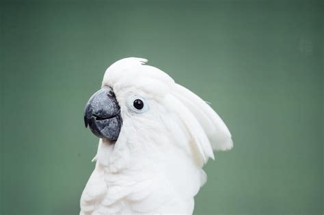 Video of Cockatoo's Response to Seeing Her Canine Best Friend Makes Our ...