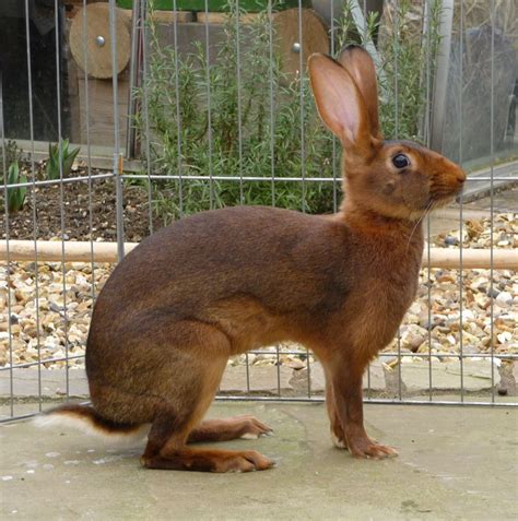 a small brown rabbit standing next to a fence