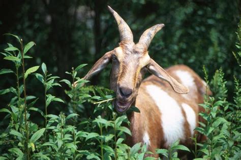 ¿Qué comen las cabras bebés y adultas?