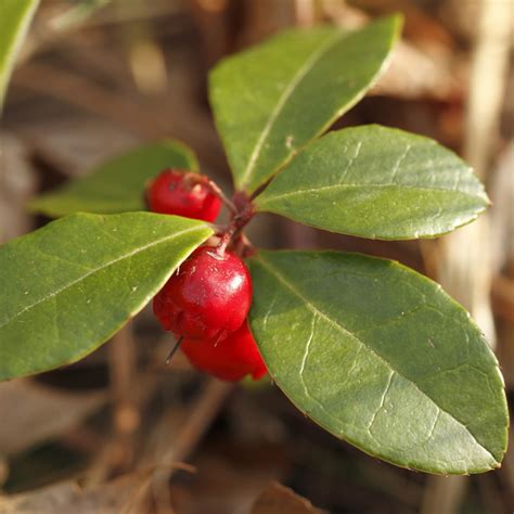 Wintergreen - Hartmann's Plant Company | Wholesale Store