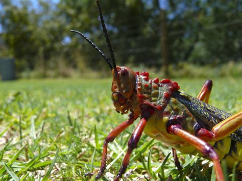 Free Serious Grasshopper 1 Stock Photo - FreeImages.com