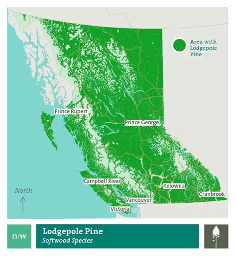 About Lodgepole Pine - Tree Identification, Properties & Uses ...