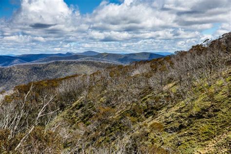 Snow Gums in the Victorian Alps, Victoria, Australia Stock Image - Image of mountains ...