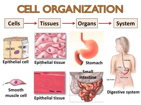 Multicellular Organisms - Officer Secondary College