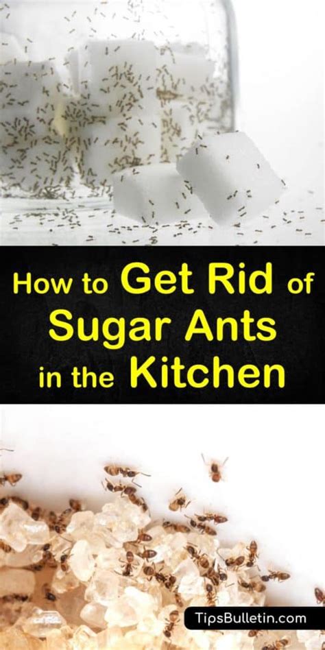 4 Simple Ways to Get Rid of Sugar Ants in the Kitchen