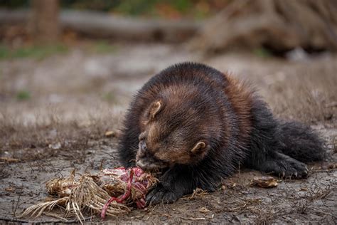 Wolverine is eating 2610737 Stock Photo at Vecteezy