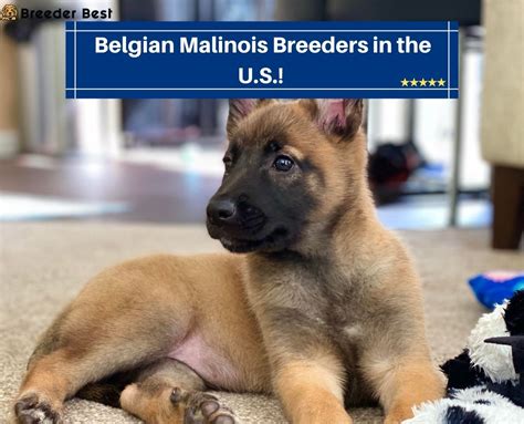 8 Best Belgian Malinois Breeders in the U.S.! (2024) - Breeder Best