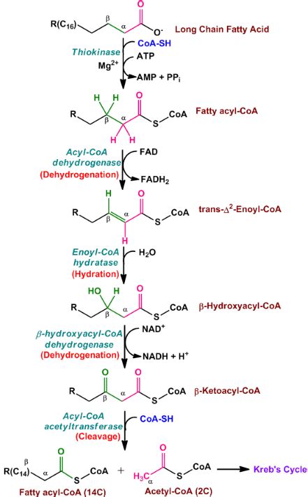 Beta Oxidation of Fatty Acids.