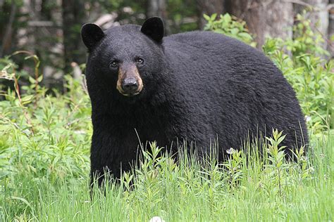 Maine Black Bear #6 Photograph by Sharon Fiedler - Fine Art America