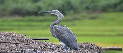 Conserving the Critically Endangered White-Bellied Heron in Assam - IUCN SOS