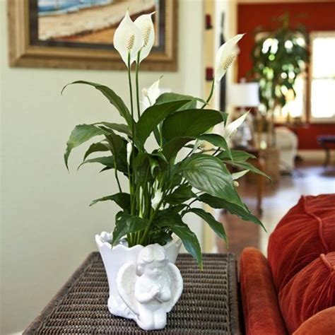 Sympathy Gift Peace Lily in Angel Container - Live Plant Gift - Green ...