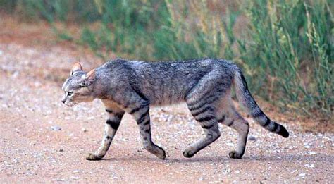 AFRICAN WILDCAT (Felis silvestris lybica)... | animals, animals, animals