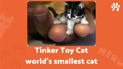 tinker toy cat: the smallest cat in the world - Pet cat Owners