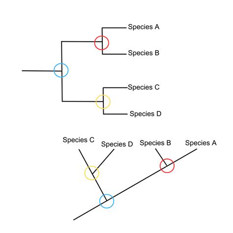 Phylogenetic Trees, Cladograms, and How to Read Them