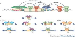 A day in the life of the spliceosome | Nature Reviews Molecular Cell Biology