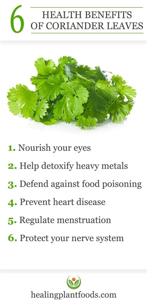 Health Benefits Of Coriander Tea - health benefits