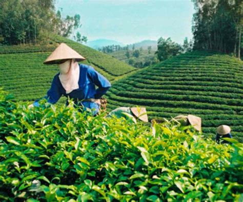 VIETNAM’S COFFEE EXPORTS EXPECTS A GOOD START IN 2021