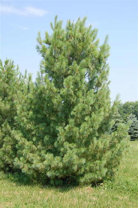 red pine - Yahoo Image Search Results | Plants, Image search, Tree