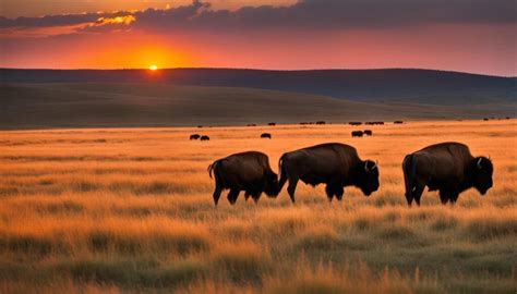 Prairie State Park: Explore Missouri - Verdant Traveler