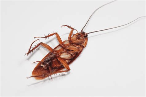 Do Cockroaches Bite Humans? How Cockroaches Can Spread Disease | lupon ...