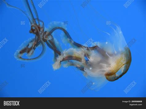 Pacific Sea Nettle Image & Photo (Free Trial) | Bigstock