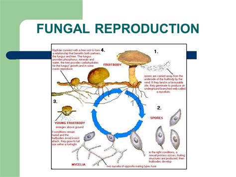 Reproduction in fungi: asexual and sexual methods - Online Biology Notes