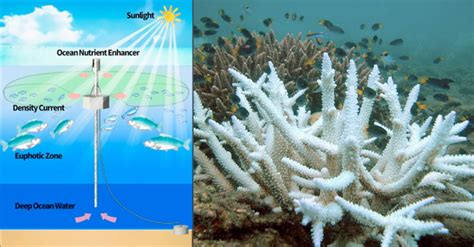 Could Artificial Upwelling Help Reduce Coral Stress During A Bleaching Event? | Reef Builders ...