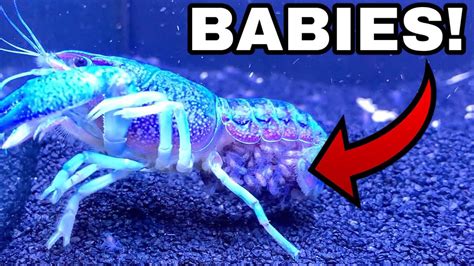 1 MILLION BLUE LOBSTER CRAWFISH BABIES HATCHING! - YouTube