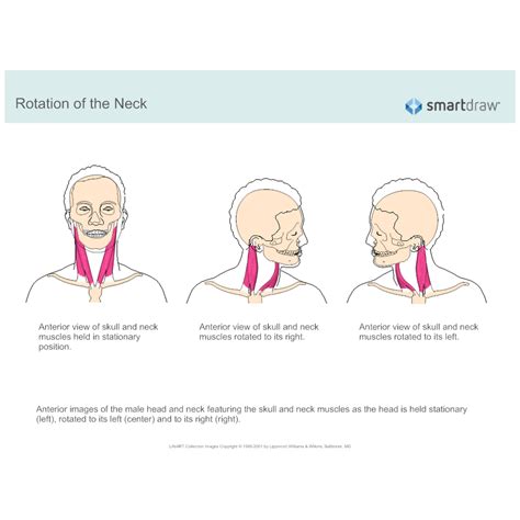 Rotation Of Head