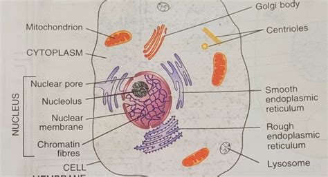 What is The Cytoplasm Class 9 - Definition, Characteristics and 6 Important Functions of ...