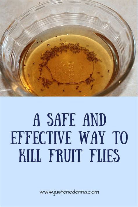 How to Trap and Get Rid of Fruit Flies | Fruit flies, Fruit flies in house, Catch fruit flies