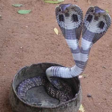 26 Things You Don't See Everyday | Cobra snake, King cobra snake, Snake