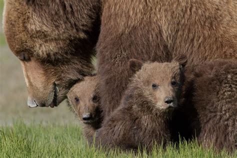 Scientists call on Alberta government to lift ban on rehabilitating ...