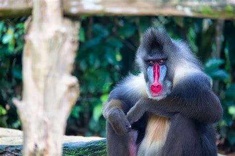 Mandrill Monkey Animal - Free photo on Pixabay - Pixabay